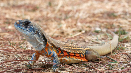 Close-up of a Lizard in a National Park, Thailand