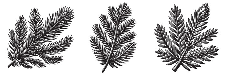 Fototapeta premium Austrian Pine Needle in traditional woodcut drawing, black and white botanical illustration