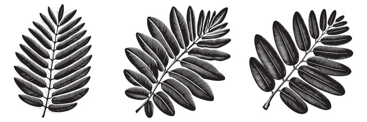 Naklejka premium Black Locust Leaf in traditional woodcut drawing, black and white botanical illustration