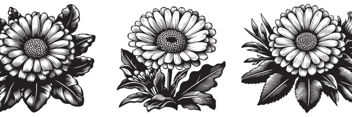 Fototapeta premium Calendula flower in traditional woodcut drawing, black and white botanical illustration