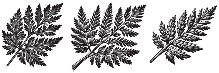 Carrot Leaf in traditional woodcut drawing , black and white botanical illustration