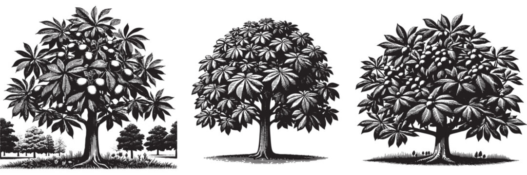 Buckeye tree in traditional woodcut drawing, black and white botanical illustration