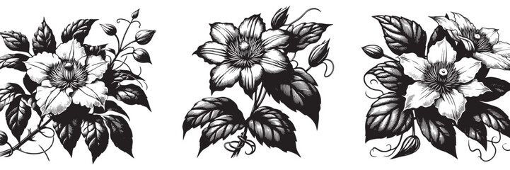 Clematis plant in traditional woodcut drawing, black and white botanical illustration