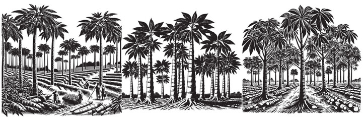 Cassava Plantation in traditional woodcut drawing, black and white botanical illustration