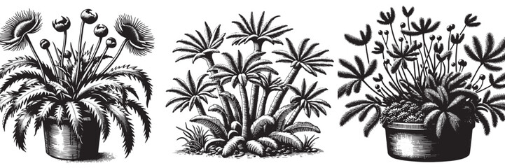 Cryptophyte Plant in traditional woodcut drawing, black and white botanical illustration