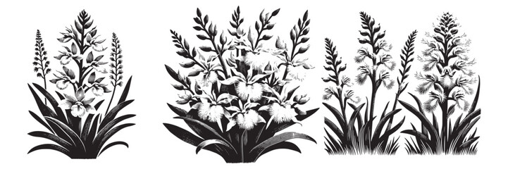 Fototapeta premium Easter Prairie White Fringed Orchid flower in traditional woodcut drawing, black and white botanical illustration
