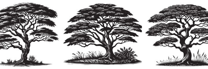 Obraz premium Ebony tree in traditional woodcut drawing , black and white botanical illustration
