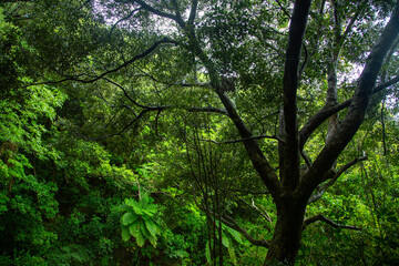 奄美大島の自然。春。新緑の季節。