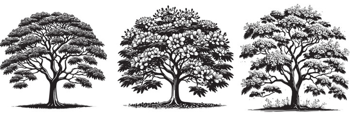 Jacaranda tree in traditional woodcut drawing, black and white botanical illustration