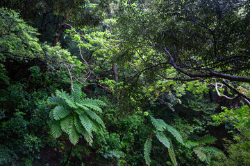 奄美大島の自然。春。新緑の季節。