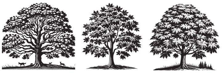 Obraz premium Norway Maple tree in traditional woodcut drawing, black and white botanical illustration