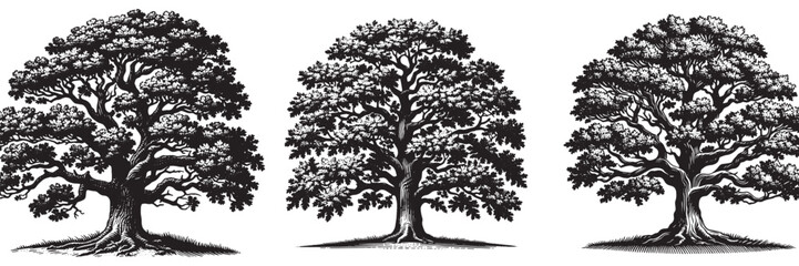 Obraz premium Oak tree in traditional woodcut drawing, black and white botanical illustration