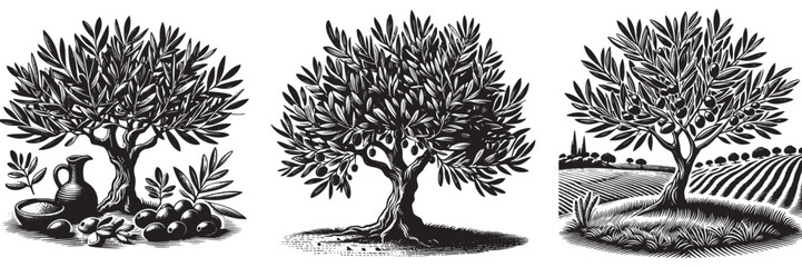 Olive Tree plant in traditional woodcut drawing, black and white botanical illustration