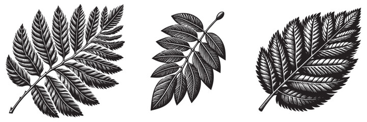 Fototapeta premium Osage Orange Leaf in traditional woodcut drawing, black and white botanical illustration