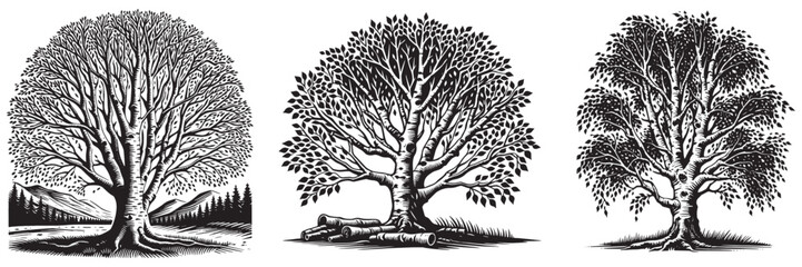 River Birch tree in traditional woodcut drawing, black and white botanical illustration