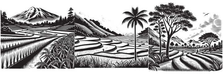 Fototapeta premium Rice Paddy Field in traditional woodcut drawing, black and white botanical illustration