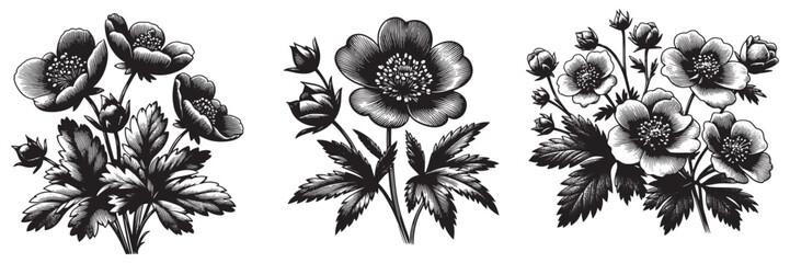 Royal Cinquefoil, flower in traditional woodcut drawing, black and white botanical illustration