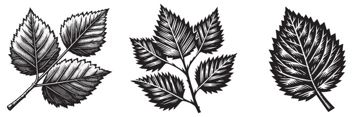 Obraz premium Silver Birch Leaf in traditional woodcut drawing, black and white botanical illustration