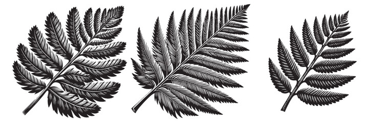 Naklejka premium Sequoia Leaf in traditional woodcut drawing, black and white botanical illustration