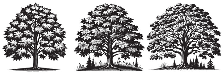 Sugar Maple tree in traditional woodcut drawing, black and white botanical illustration