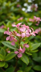 Obraz premium Pink Adenium obesum blooms in sharp focus, vibrant green foliage blurred background, bright, adenium obesum