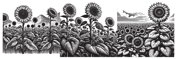 Sunflower Plantation in traditional woodcut drawing, black and white botanical illustration