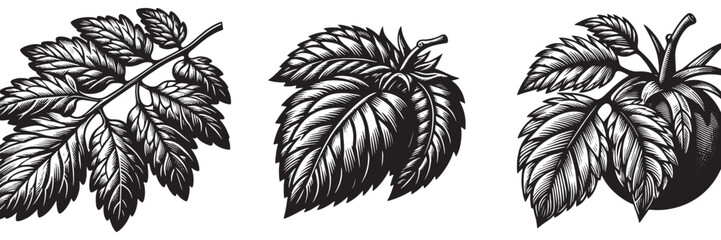 Fototapeta premium Tomato Leaf in traditional woodcut drawing, black and white botanical illustration