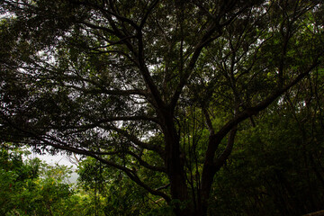 Obraz premium 奄美大島の自然。春。新緑の季節。