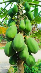 Papaya tree in garden