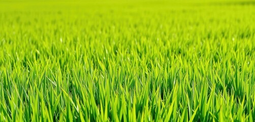 Fototapeta premium Vibrant green rectangular grass field background, grass, idyllic