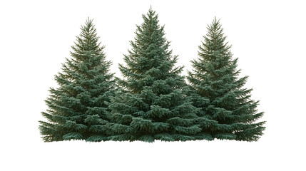 Fototapeta premium Evergreen Trio: A trio of majestic evergreen trees stands tall, their vibrant green needles a testament to nature's enduring beauty, bringing the beauty of a evergreen forest into your project.