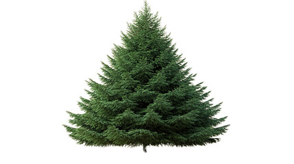 Fototapeta premium Evergreen Majesty: a close-up shot of a majestic evergreen tree, showcasing its vibrant green foliage, and symmetrical form, against a natural background. 