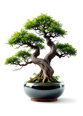Twin-Trunk Bonsai in a Minimalist Glass Pot