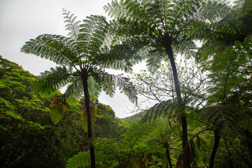 奄美大島の自然、亜熱帯の森、世界自然遺産の森。