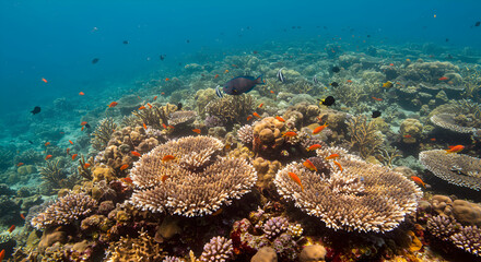 Vibrant Coral Reef Underwater Scene