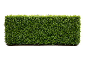 "Geometric Greens: The Art of Topiary"