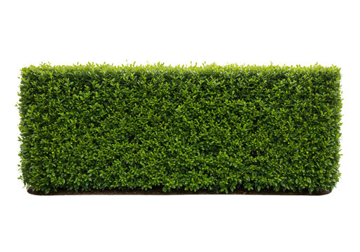 "Geometric Greens: The Art of Topiary"