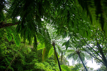 Obraz premium 奄美大島の自然、亜熱帯の森、世界自然遺産の森。