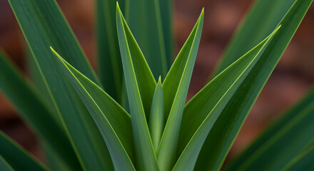 Obraz premium Closeup Of Vivid Green Plant Leaves