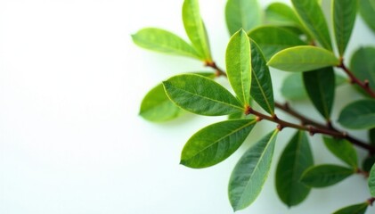 Obraz premium Foliage of a eucalyptus tree against a white background with subtle texture, green,