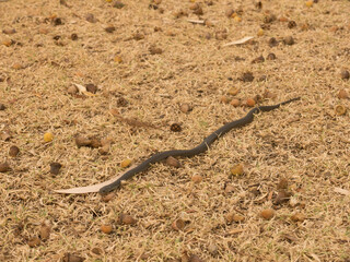 Young tiger snake Notechis scutatus slithers over dry grass in Penneshaw, Kangaroo Island, Australia