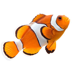 Stunning Orange and White Ocellaris Clownfish Swimming Against Black Background