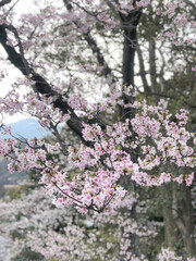 cherry blossom, cherry blossom season, Japan, Kyushu, street, spring, flowers, trees, scenery, residential, white, pink, house,