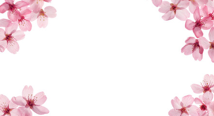 Pink cherry blossom petals floating in the air, white background
