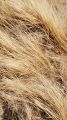 Fototapeta premium Golden Grass Meadow: A Textured Landscape