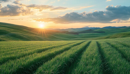 Obraz premium A serene green grass field rolls into the horizon as a stunning sunset paints the sky