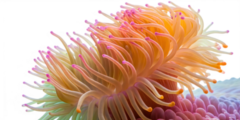Colorful Sea Anemone PNG – Isolated Underwater Marine Life on Transparent Background