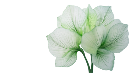 Png of Delicate green and white flower petals with intricate veining, creating a serene and calming mood on transparent background.