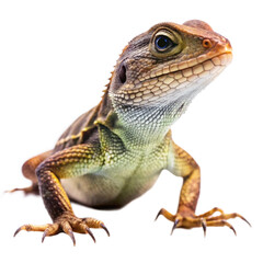Naklejka premium Closeup of a vibrant Brown and Green Lizard with Sharp Claws on Black Background