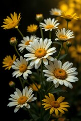 Obraz premium bouquet of white daisies
